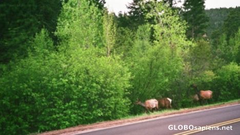Postcard Elk