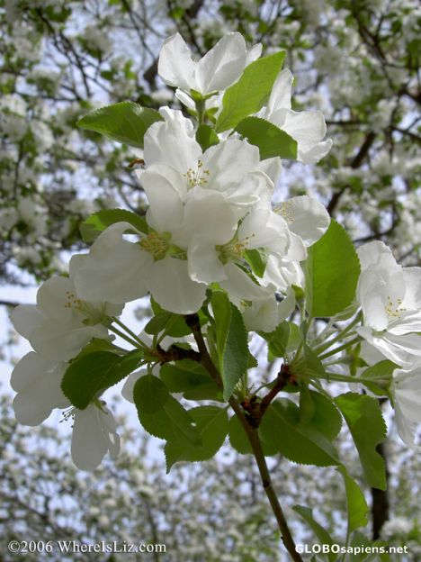 Postcard Spring Bloom, Fort Collins