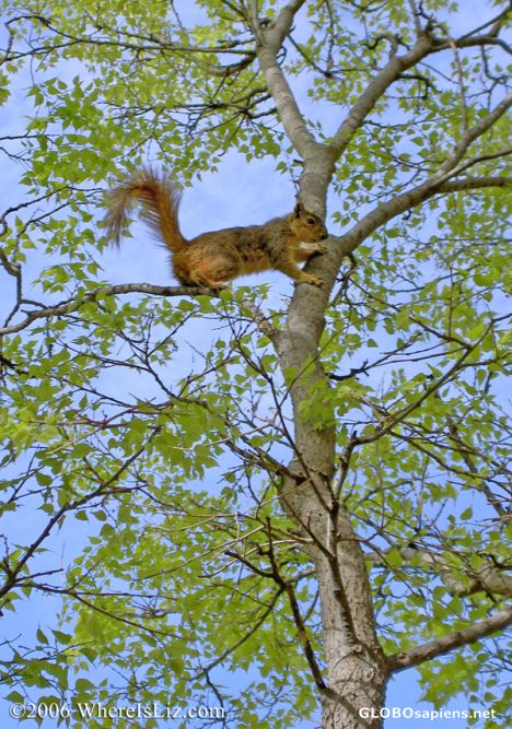 Postcard In the treetops, Fort Collins