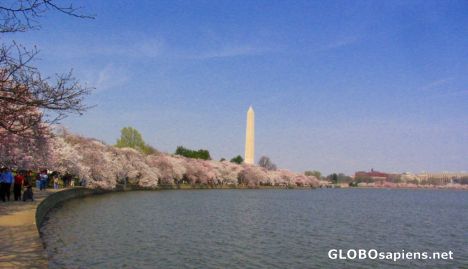 Postcard Cherry Blossom 06