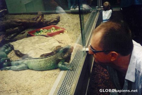Postcard Reptile behind Glass