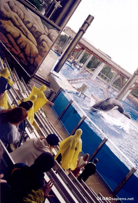 Postcard Seaworld Splasher