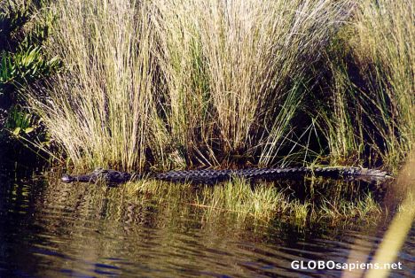 Postcard Florida Alligator