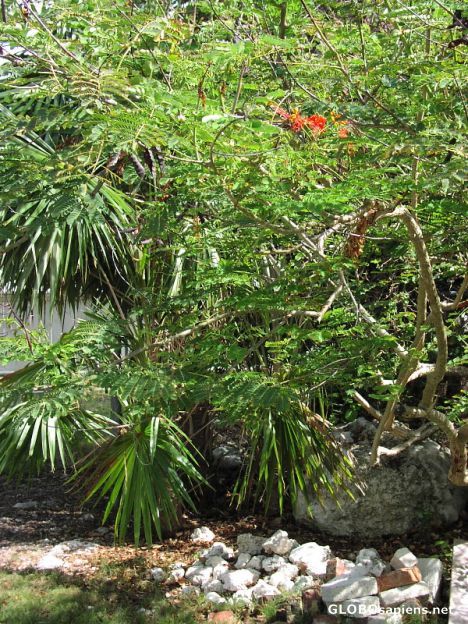 Postcard Local Florida Keys Flora