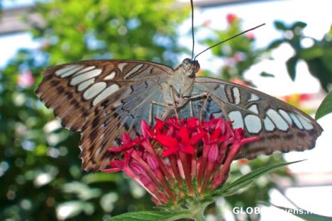 Postcard Butterfly