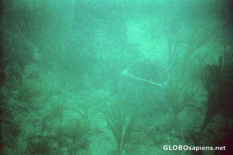 Postcard Barrel Sponge, Utedes Reef