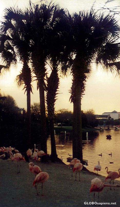 Postcard SeaWorld Flamingoes