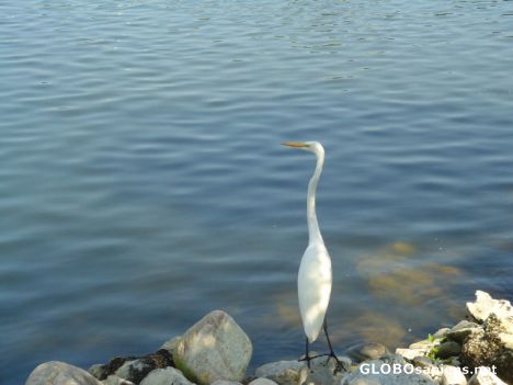 egret