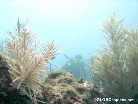 Postcard My dive buddy on French Reef