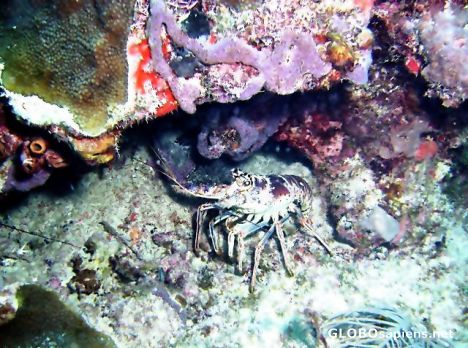 Postcard Lobster on French Reef