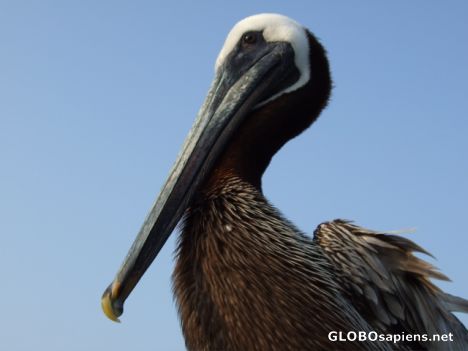 Postcard Pelican at Pier 60