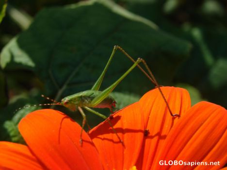 Postcard Bug on a Flower
