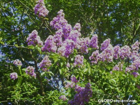 Postcard Pink Crepe Myrtle - an ode to Marianne