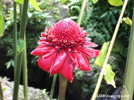 Postcard Hawaii Flower