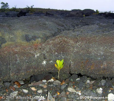 Postcard New Life from the Lava Fields, Hawaii