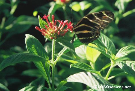 Postcard Butterfly at white river gardens