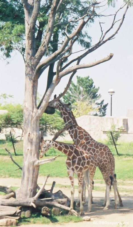 Postcard Giraffes