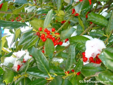 Postcard Holly tree