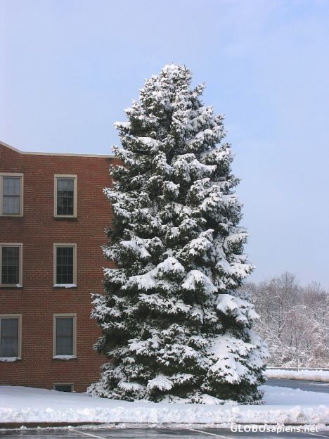 Postcard Xmas Tree