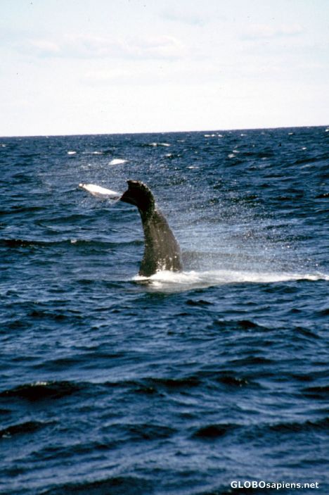 Postcard Whale watching