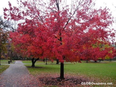 Postcard Fall colours - Boston Common