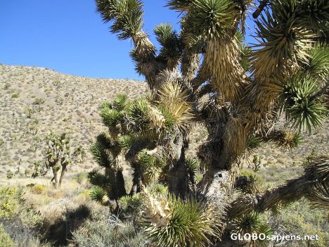Postcard U2 Can See A Real Joshua Tree