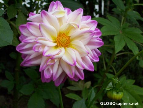 Postcard Urban flower