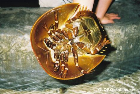 Postcard Horseshoe Crab
