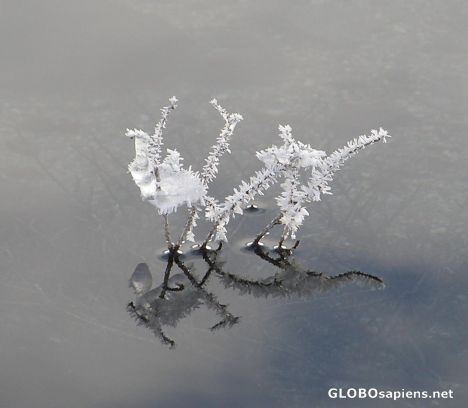 Postcard Ice Crystals