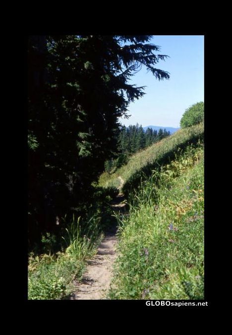 Postcard The trail rises above the timberline
