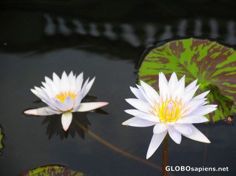 Postcard Water Lily 1