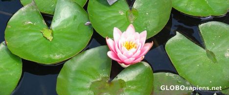 Postcard Water Lily 4