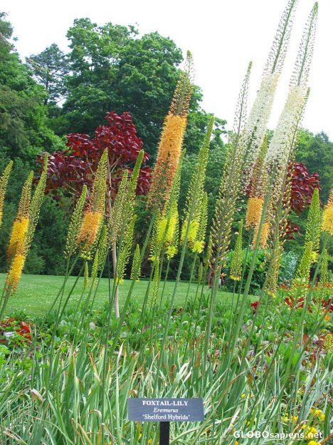 Postcard Foxtail Lily