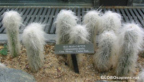 Postcard Old Man Cactus
