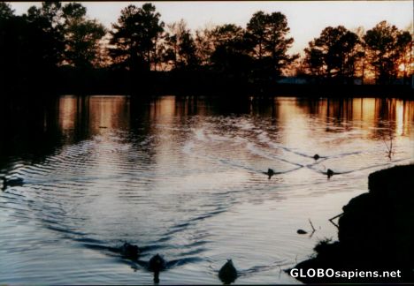 Postcard Ducks returning home.