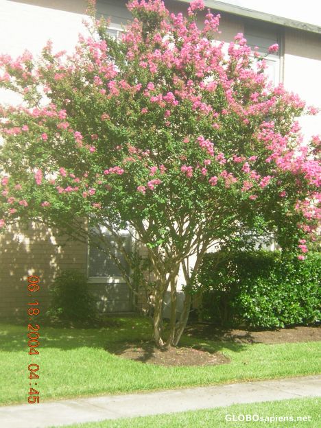 Postcard Texas- flowers
