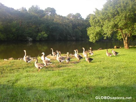 Postcard Bayou Geese 3o4