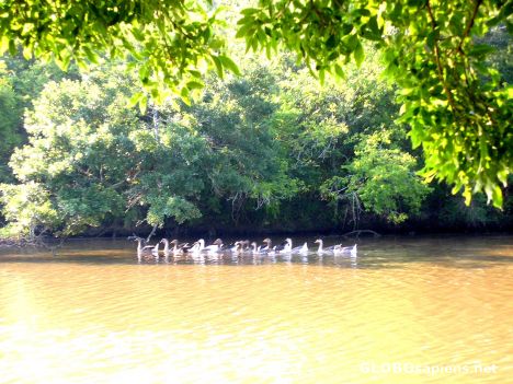 Postcard Bayou Geese 2o4