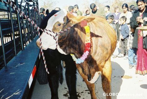 Postcard Sacred Cow