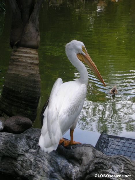 Postcard Moody Gardens 14o22 Pelican W