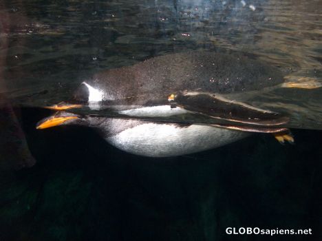 Postcard Moody Gardens 8o22 Penguin UW