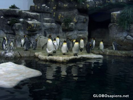 Postcard Moody Gardens 7o22 Penguin Colony