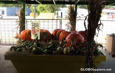 Postcard Pumpkins