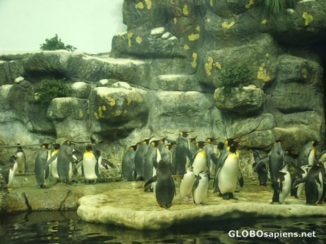 Postcard Penguins at the Aquarium pyramid