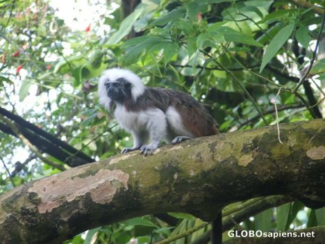 Postcard Cotton top tamarin at Moody gardens