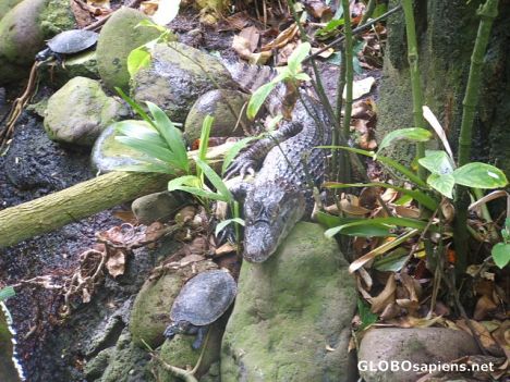Postcard Camouflaged- 2 turtles & a crocodile