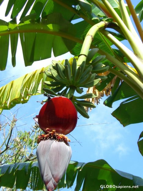 Postcard Plantain flower