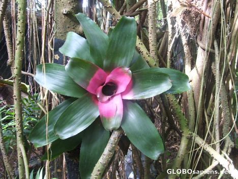Postcard Flower