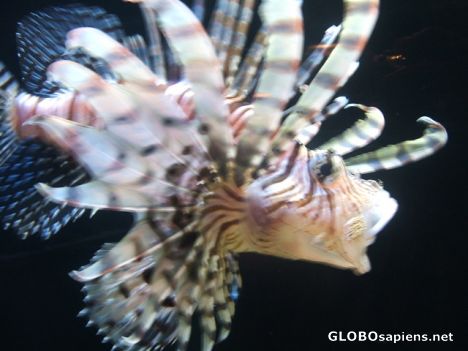 Postcard Lion Fish