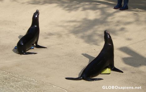 Postcard Seals awaiting lunch